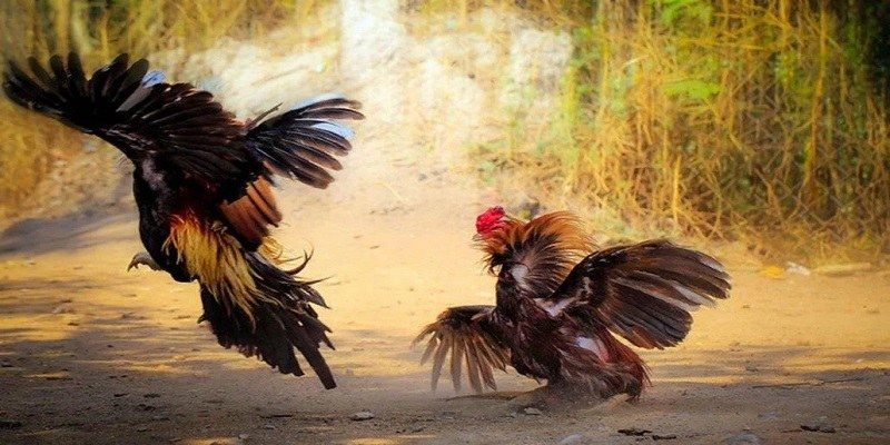 Đá gà Thomo 67 cùng những ưu điểm nổi bật