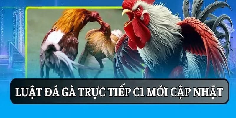 Đá gà mạng C1 và luật hiện hành năm 2025 mới nhất