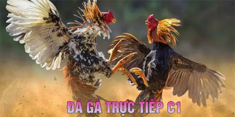Đá gà mạng C1