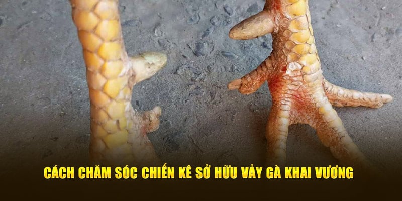 Cách chăm sóc cá thể mang vảy gà khai vương
