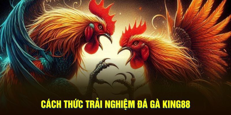 Cách thức trải nghiệm đá gà KING88