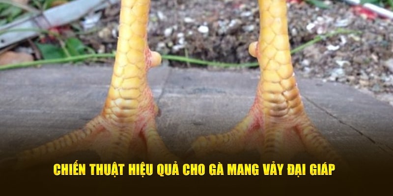 Chiến thuật hiệu quả cho gà mang vảy đại giáp