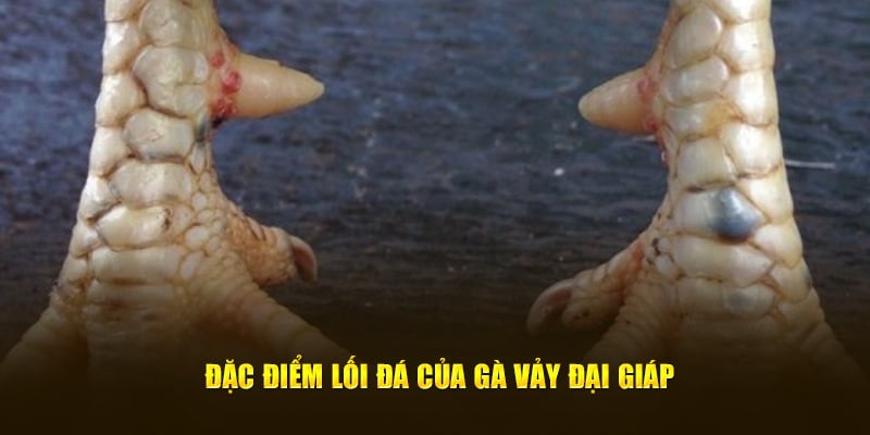 Đặc điểm lối đá của gà vảy đại giáp