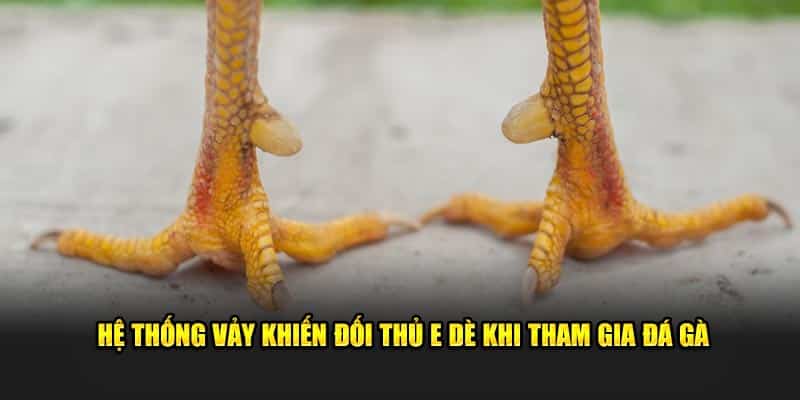 Hệ thống vảy khiến đối thủ e dè khi tham gia đá gà