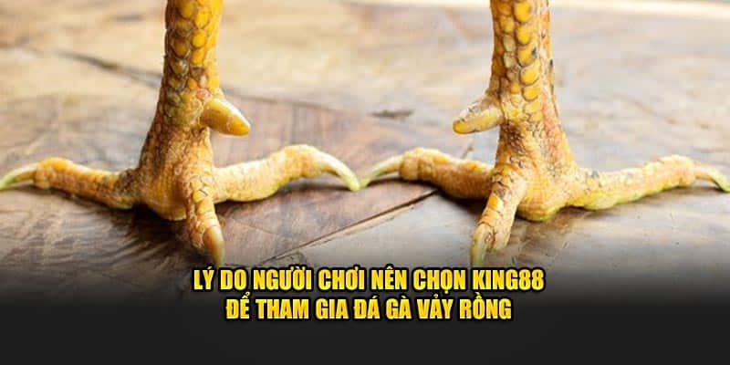 Lý do người chơi nên chọn KING88 để tham gia đá gà vảy rồng