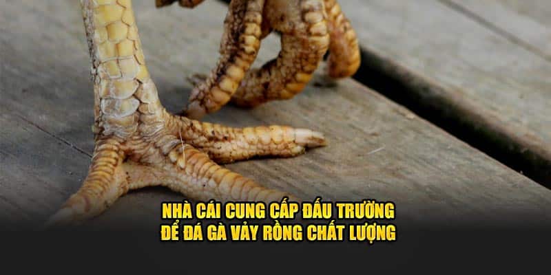Nhà cái cung cấp đấu trường để đá gà vảy rồng chất lượng