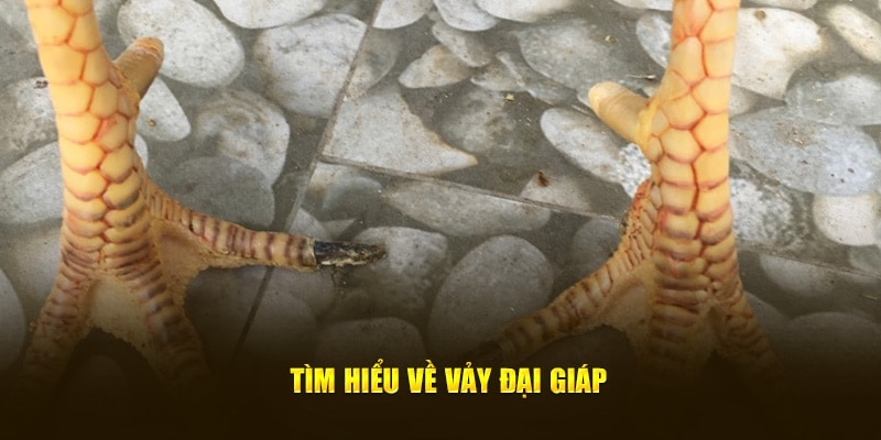 Tìm hiểu về vảy đại giáp