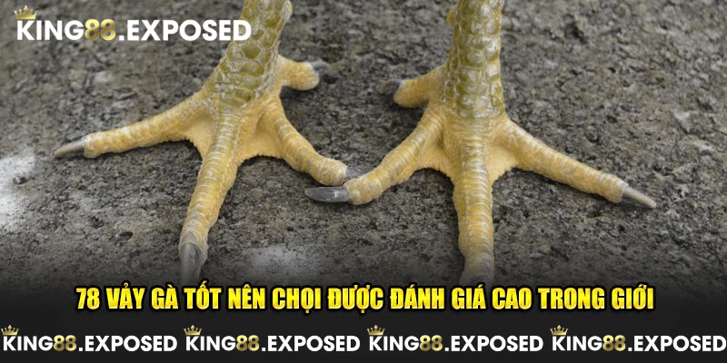 Tổng hợp 78 vảy gà tốt nên chọi nhận được sự đánh giá cao trong giới