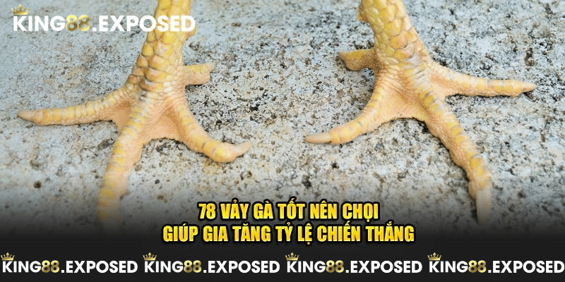 78 vảy gà tốt nên chọi giúp gia tăng tỷ lệ chiến thắng