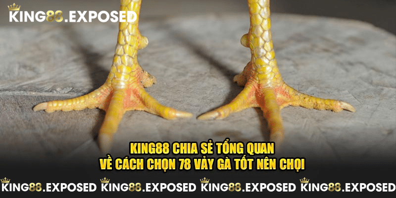 KING88 chia sẻ tổng quan về cách chọn 78 vảy gà tốt nên chọi