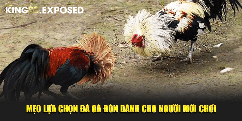 Mẹo lựa chọn đá gà đòn dành cho người mới chơi