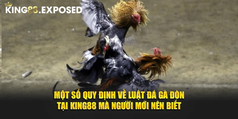 Một số quy định về luật đá gà đòn tại KING88 mà người mới nên biết