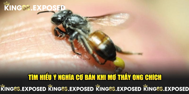Tìm hiểu ý nghĩa cơ bản khi mơ thấy ong chích